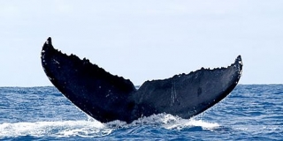 Avistamiento de ballenas